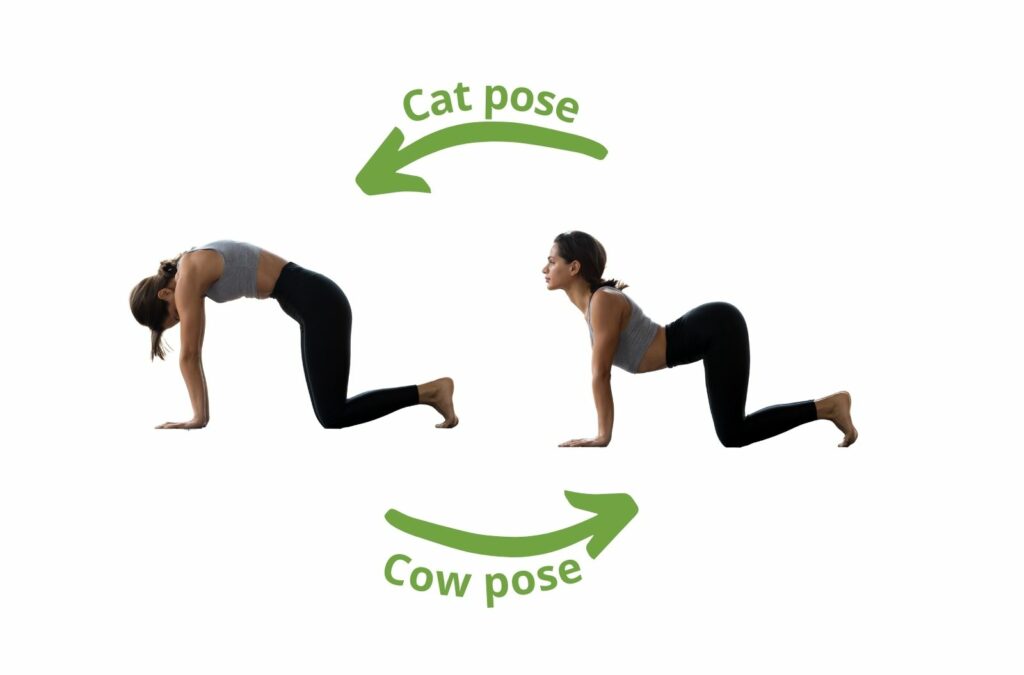 Marjariasana or Cat stretch | Cat stretching, Yoga asanas, Yoga poses